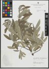 Foto von Salix salviifolia Brot.